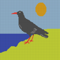 chough.jpg