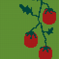 tomatoes