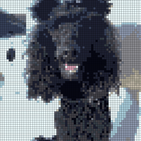 black dog 2 mono.jpg