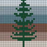 Jack Pine in colour