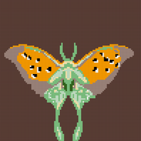 Moth