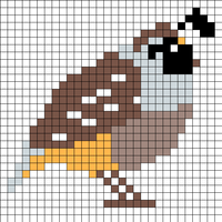 California Quail