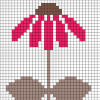 Coneflower