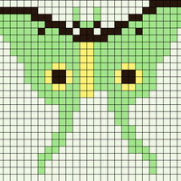 luna moth