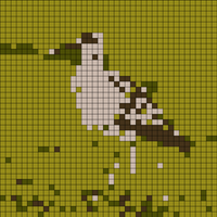 Whimbrel_Numenius_phaeopus.jpg