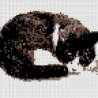 one_black_cat_14723150_403631219981485_1283824673200537600_n.jpg