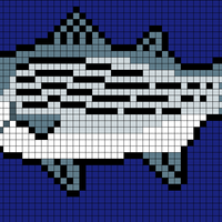 striped-bass.png