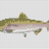 640x427-Salmon-Pink-NOAAFisheries.png