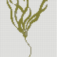 bull-kelp.webp