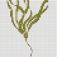 bull-kelp.webp