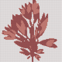 palmaria-delicious-fresh-red-seaweed-260nw-1597094737.webp
