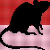 55 st rat final
