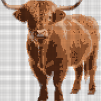 Highland Coo 
