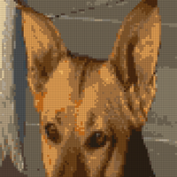 dog 2 az.jpg