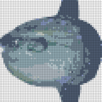 oceansunfish.jpg