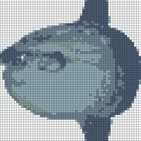 oceansunfish.jpg