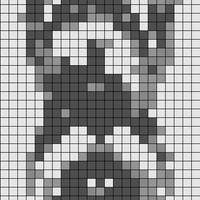 yorkie