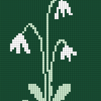 snowdrops