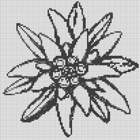 graphic-vignette-made-edelweiss-flowers-vector-32279253.jpg