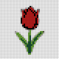 tulipan
