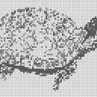 bog turtle.jpeg