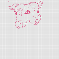 two headed calf