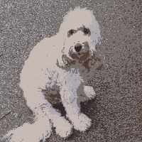 Phoebe in park best.jpg