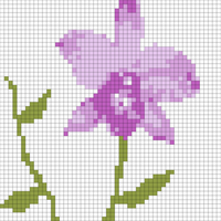 orchid