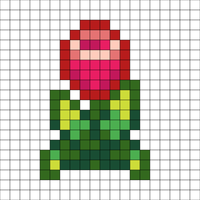 pink tulip