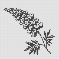 Lupine Image-New.png