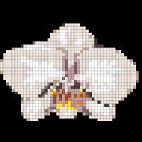 White_Orchid.png