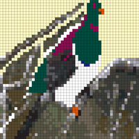 kererū.jpeg