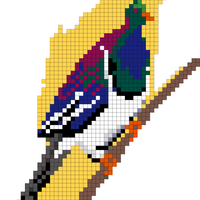Copy of kererū.jpeg