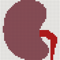 kidney.png