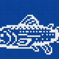 Copy of Salmon