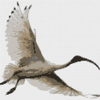Ibis.png