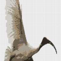 Ibis.png