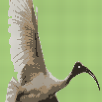 Ibis.png