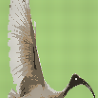 Copy of Ibis.png
