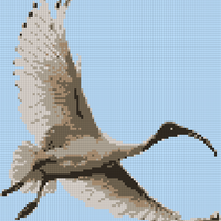 Ibis.png