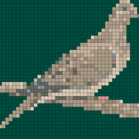 mourning-dove.webp