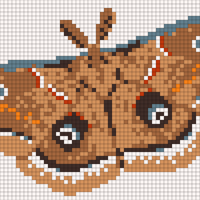 Polyphemus-moth-isolated-1024x535.jpg