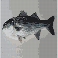striped-bass.png