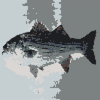 striped-bass.png