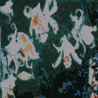 Carnation Lily Lily Rose