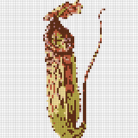 Pitcher Plant Nepenthes