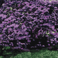 Untitled design (1).png