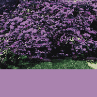 Rhododendron 1.png