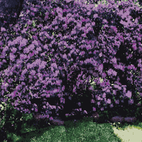 FINAL RHODODENDRON PATTERN.png