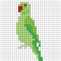 parakeet